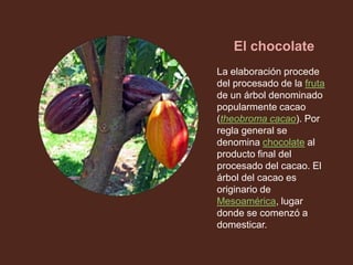 El chocolate
La elaboración procede
del procesado de la fruta
de un árbol denominado
popularmente cacao
(theobroma cacao). Por
regla general se
denomina chocolate al
producto final del
procesado del cacao. El
árbol del cacao es
originario de
Mesoamérica, lugar
donde se comenzó a
domesticar.
 