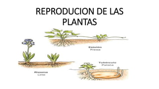 REPRODUCION DE LAS
PLANTAS
 