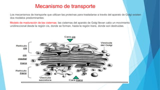 Mecanismo de transporte
Los mecanismos de transporte que utilizan las proteínas para trasladarse a través del aparato de Golgi existen
dos modelos predominantes:
Modelo de maduración de las cisternas: las cisternas del aparato de Golgi llevan cabo un movimiento
unidireccional desde la región cis, donde se forman, hasta la región trans, donde son destruidas.
 