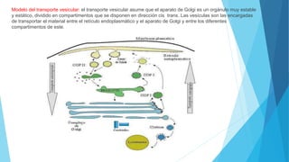 Modelo del transporte vesicular: el transporte vesicular asume que el aparato de Golgi es un orgánulo muy estable
y estático, dividido en compartimentos que se disponen en dirección cis trans. Las vesículas son las encargadas
de transportar el material entre el retículo endoplasmático y el aparato de Golgi y entre los diferentes
compartimentos de este.
 