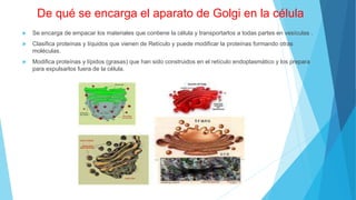De qué se encarga el aparato de Golgi en la célula
 Se encarga de empacar los materiales que contiene la célula y transportarlos a todas partes en vesículas .
 Clasifica proteínas y líquidos que vienen de Retículo y puede modificar la proteínas formando otras
moléculas.
 Modifica proteínas y lípidos (grasas) que han sido construidos en el retículo endoplasmático y los prepara
para expulsarlos fuera de la célula.
 