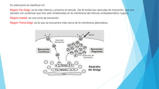 Su estructura se clasifican en:
Región Cis-Golgi: es la más interna y próxima al retículo. De él recibe las vesículas de transición, que son
sáculos con proteínas que han sido sintetizadas en la membrana del retículo endoplasmático rugoso.
Región medial: es una zona de transición.
Región Trans-Golgi: es la que se encuentra más cerca de la membrana plasmática.
 