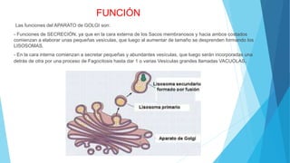 FUNCIÓN
Las funciones del APARATO de GOLGI son:
- Funciones de SECRECIÓN, ya que en la cara externa de los Sacos membranosos y hacia ambos costados
comienzan a elaborar unas pequeñas vesículas, que luego al aumentar de tamaño se desprenden formando los
LISOSOMAS.
- En la cara interna comienzan a secretar pequeñas y abundantes vesículas, que luego serán incorporadas una
detrás de otra por una proceso de Fagocitosis hasta dar 1 o varias Vesículas grandes llamadas VACUOLAS.
 