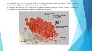 - Los productos que se forman en otros lugares de la célula, se depositan en el aparato de Golgi y también
participan en el depósito y modificación de sustancias lipídicas.
Los productos de secreción son sintetizados en el Retículo Endoplasmático Rugoso, pasan al Complejo de
Golgi donde son "empaquetados" y secretados mediante vesículas.
 