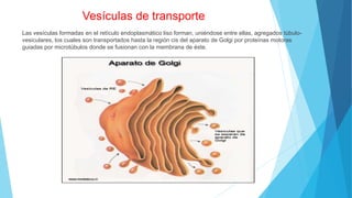 Vesículas de transporte
Las vesículas formadas en el retículo endoplasmático liso forman, uniéndose entre ellas, agregados túbulo-
vesiculares, los cuales son transportados hasta la región cis del aparato de Golgi por proteínas motoras
guiadas por microtúbulos donde se fusionan con la membrana de éste.
 
