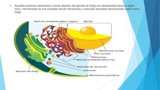  Aquellas proteínas destinadas a zonas alejadas del aparato de Golgi son desplazadas hacia la región
trans, internándose en una compleja red de membranas y vesículas asociadas denominadas región trans-
Golgi.
 