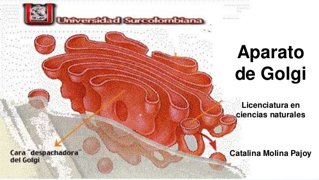 Resultado de imagen para complejo de golgi
