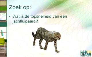 Zoek op:
• Wat is de topsnelheid van een
jachtluipaard?
 