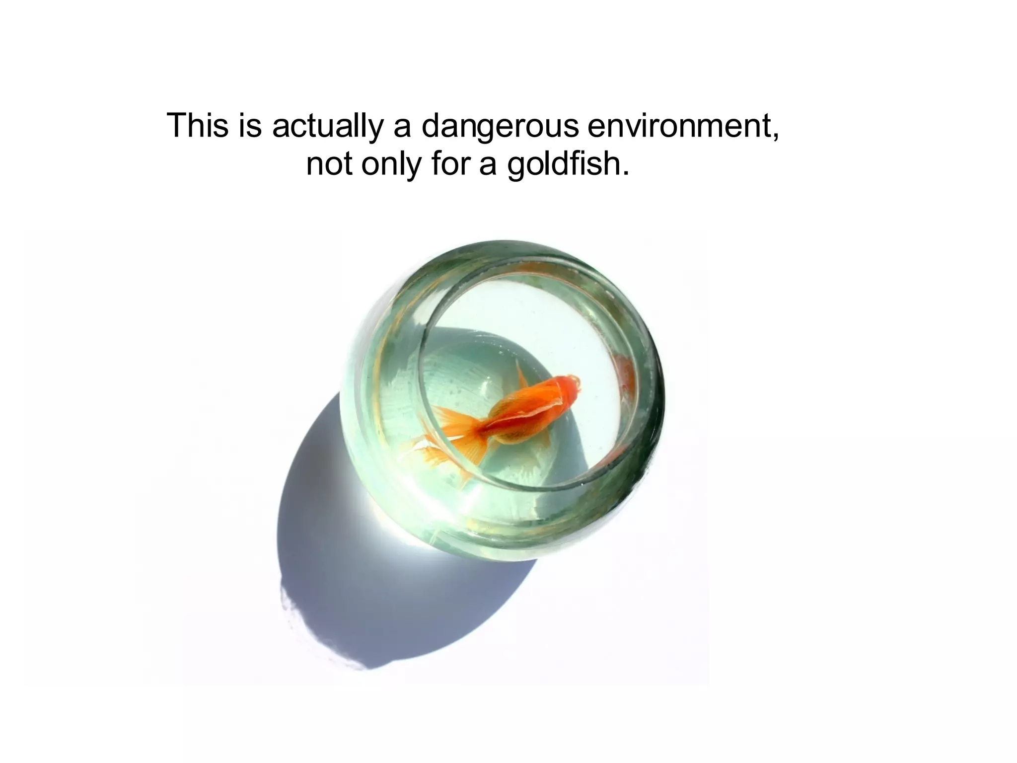 This is actually a dangerous environment, not only for a goldfish.