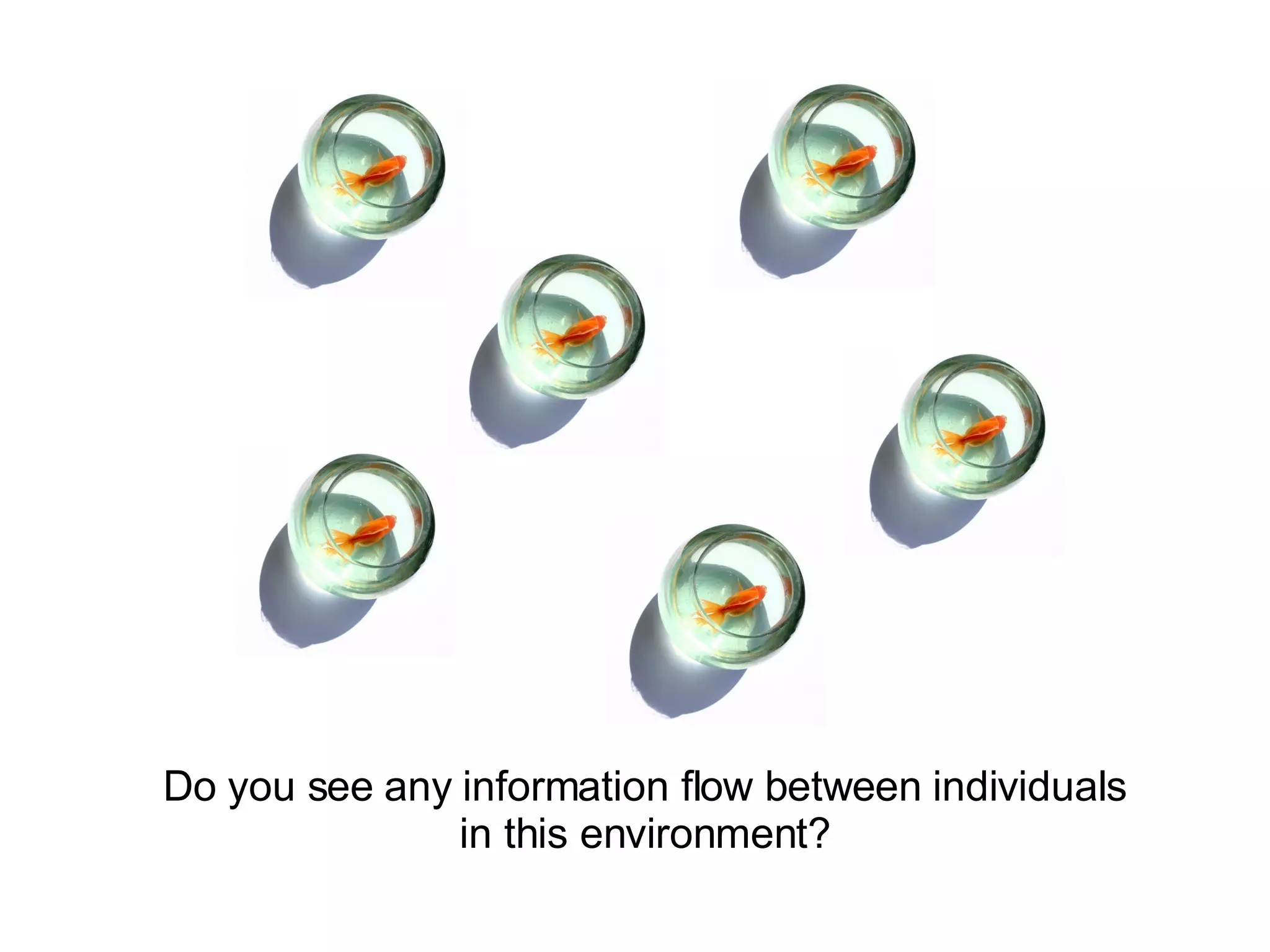 Do you see any information flow between individuals in this environment?