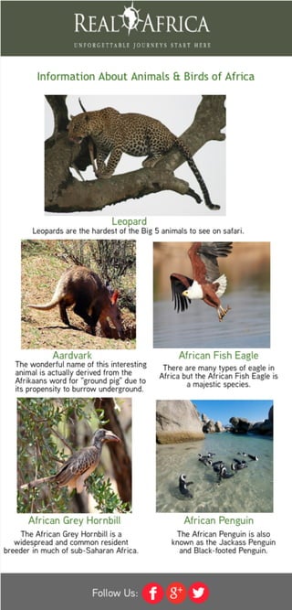 Information About Animals & Birds of Africa