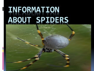 INFORMATION
ABOUT SPIDERS
 