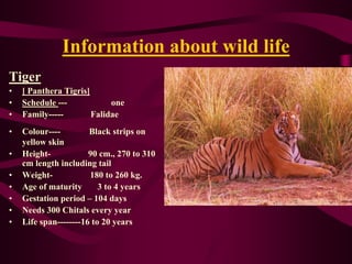 Information about wild life
Tiger
•   [ Panthera Tigris]
•   Schedule ---            one
•   Family-----        Falidae
•   Colour----         Black strips on
    yellow skin
•   Height-            90 cm., 270 to 310
    cm length including tail
•   Weight-            180 to 260 kg.
•   Age of maturity       3 to 4 years
•   Gestation period – 104 days
•   Needs 300 Chitals every year
•   Life span--------16 to 20 years
 