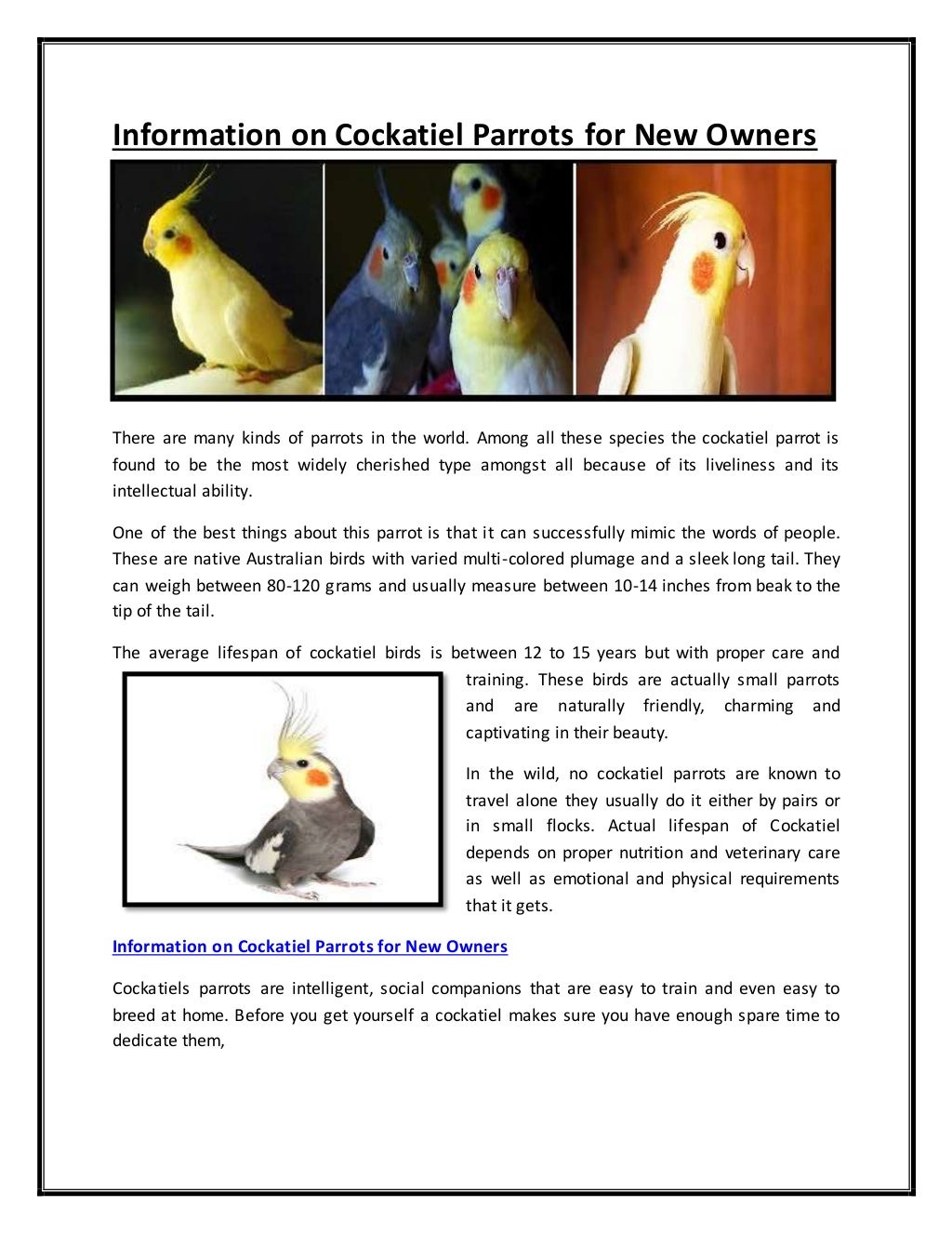 Information On Cockatiel Parrots For New Owners