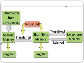 Comprehensive Overview of Information Processing Theory and Memory ...