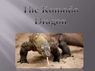 The Komodo Dragon 
