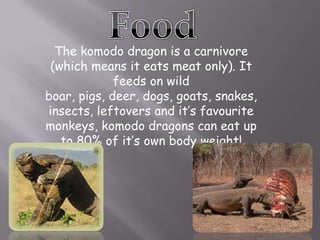 Komodo dragons are also known as land crocodiles.