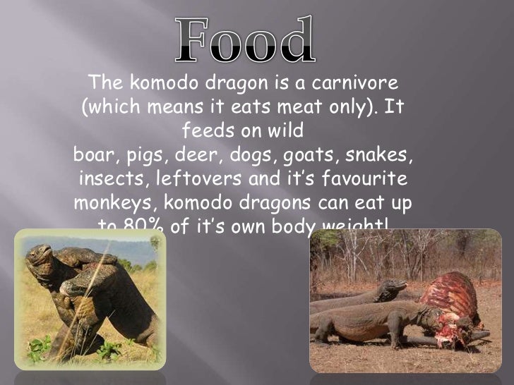 Komodo Dragon Report