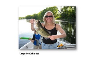 Large Mouth Bass
 