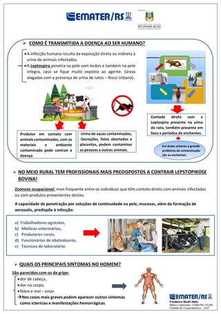Produtor em contato com
animais contaminados, com os
materiais e ambiente
contaminado pode contrair a
doença.
 COMO É TRANSMITIDA A DOENÇA AO SER HUMANO?
 ?
A infecção humana resulta da exposição direta ou indireta à
urina de animais infectados.
A Leptospira penetra na pele com lesões e também na pele
integra, caso se fique muito exposto ao agente. (áreas
alagadas com a presença de urina de ratos – Risco Urbano).
 NO MEIO RURAL TEM PROFISSIONAIS MAIS PREDISPOSTOS A CONTRAIR LEPSTOPIROSE
BOVINA!
Zoonose ocupacional: mais frequente entre os indivíduos que têm contato direto com animais infectados
ou com produtos provenientes destes.
A capacidade de penetração por soluções de continuidade na pele, mucosas, além da formação de
aerossóis, predispõe à infecção:
a) Trabalhadores agrícolas,
b) Médicos veterinários,
c) Produtores rurais,
d) Funcionários de abatedouros,
e) Técnicos de laboratório.
Contado direto com a
Leptospira presente na urina
do rato, também presente em
lixos e períodos de enchentes.
Em áreas urbanas o grande
problema da contaminação
são as enchentes.
 QUAIS OS PRINCIPAIS SINTOMAS NO HOMEM?
São parecidos com os da gripe:
dor de cabeça,
dor no corpo,
febre e mal – estar.
Nos casos mais graves podem aparecer outros sintomas
como icterícias e manifestações hemorrágicas.
-Urina de vacas contaminadas;
-Secreções, fetos abortados e
placentas, podem contaminar
as pessoas e outros animais.
 