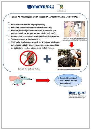  Controle de roedores na propriedade;
 Descarte e acondicionamento correto do lixo;
 Eliminação de objetos ou materiais em desuso que
possam servir de abrigos para os roedores (ratos);
 Fazer exame nos animais se desconfie de leptospirose;
 Tratamento dos animais doentes;
 Vacinação dos bovinos a partir do 5° mês de idade com
um reforço após 21 dias. Fêmeas ao entrar no período
de cobertura, realizar vacinação a cada 3 meses.
 QUAIS AS PREVENÇÕES E CONTROLEE DA LEPTOSPIROSE NO MEIO RURAL?
 Principal transmissor!
 Urina do rato possui a
Leptospirose!
Controle dos roedores – Ratos. Tratamento dos animais doentes.
Utilização de vacinas reprodutivas no
rebanho para controle da Leptospirose.
 