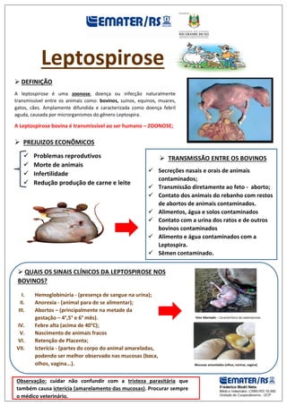 Leptospirose
 DEFINIÇÃO
A leptospirose é uma zoonose, doença ou infecção naturalmente
transmissível entre os animais como: bovinos, suínos, equinos, muares,
gatos, cães. Amplamente difundida e caracterizada como doença febril
aguda, causada por microrganismos do gênero Leptospira.
A Leptospirose bovina é transmissível ao ser humano – ZOONOSE;
 PREJUIZOS ECONÔMICOS
 QUAIS OS SINAIS CLÍNICOS DA LEPTOSPIROSE NOS
BOVINOS?
I. Hemoglobinúria - (presença de sangue na urina);
II. Anorexia - (animal para de se alimentar);
III. Abortos – (principalmente na metade da
gestação – 4°,5° e 6° mês).
IV. Febre alta (acima de 40°C);
V. Nascimento de animais fracos
VI. Retenção de Placenta;
VII. Icterícia - (partes do corpo do animal amareladas,
podendo ser melhor observado nas mucosas (boca,
olhos, vagina...).
 Problemas reprodutivos
 Morte de animais
 Infertilidade
 Redução produção de carne e leite
Feto Abortado – Característica da Leptospirose.
 TRANSMISSÃO ENTRE OS BOVINOS
 Secreções nasais e orais de animais
contaminados;
 Transmissão diretamente ao feto - aborto;
 Contato dos animais do rebanho com restos
de abortos de animais contaminados.
 Alimentos, água e solos contaminados
 Contato com a urina dos ratos e de outros
bovinos contaminados
 Alimento e água contaminados com a
Leptospira.
 Sêmen contaminado.
Mucosas amareladas (olhos, narinas, vagina).
Observação: cuidar não confundir com a tristeza parasitária que
também causa icterícia (amarelamento das mucosas). Procurar sempre
o médico veterinário.
 