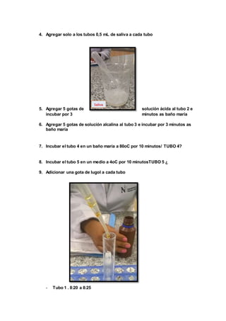4. Agregar solo a los tubos 0,5 mL de saliva a cada tubo
5. Agregar 5 gotas de solución ácida al tubo 2 e
incubar por 3 minutos as baño maría
6. Agregar 5 gotas de solución alcalina al tubo 3 e incubar por 3 minutos as
baño maría
7. Incubar el tubo 4 en un baño maría a 80oC por 10 minutos/ TUBO 4?
8. Incubar el tubo 5 en un medio a 4oC por 10 minutosTUBO 5 ¿
9. Adicionar una gota de lugol a cada tubo
- Tubo 1 . 8:20 a 8:25
 