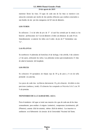 I.E. 88004-Manuel Gonzales Prada
24 de agosto de 2015
Página
14
mantener llenos las tinas. El agua de cada una de las tinas se mantuvo con
aireación constante por medio de dos piedras difusoras que estaban conectados a
una bomba de aire por dos mangueras de 0,5 mm de diámetro.
LOS TUBOS
Se utilizaron 2 m de tubo de pvc de 3” el cual fue cortado por la mitad, se les
hicieron perforaciones de 5 cm de diámetro al tubo con distancia de cada 10 cm.
Inmediatamente se unieron los tubos con 2 codos de pvc de 3” formándose una
“U”.
LAS PLANTAS
Se sembraron 16 plántulas de hortalizas (4 de lechuga, 4 de cebolla, 4 de culantro
y 4 de apio), utilizando los tubos. Las plántulas tenían aproximadamente 21 días
de edad al momento del trasplante.
LOS PECES
Se colocaron 10 ejemplares de tilapia roja de 30 g de peso y 8 cm de talla
promedio en cada tina.
Los peces de cada tina recibieron diariamente 18 g de alimento dividido en dos
porciones (mañana y tarde). El alimento fue comprado en Nicovita S.A.C con 30
% de proteína.
MONITOREO DE LA CALIDAD DEL AGUA
Para el monitoreo del agua se tomó una muestra de a gua de cada una de las tinas
semanalmente para analizar el oxígeno (oximetro), temperatura (termómetro), pH
(Phmetro), amonio (Kid de amonio), nitritos (Kid de nitritos). Las muestras se
analizaron en el laboratorio de ciencias de la Universidad Nacional del Santa.
 