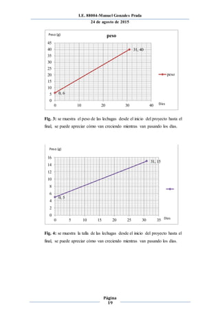 I.E. 88004-Manuel Gonzales Prada
24 de agosto de 2015
Página
19
Fig. 3: se muestra el peso de las lechugas desde el inicio del proyecto hasta el
final, se puede apreciar cómo van creciendo mientras van pasando los días.
Fig. 4: se muestra la talla de las lechugas desde el inicio del proyecto hasta el
final, se puede apreciar cómo van creciendo mientras van pasando los días.
0, 6
31, 40
0
5
10
15
20
25
30
35
40
45
0 10 20 30 40
peso
peso
0, 5
31, 15
0
2
4
6
8
10
12
14
16
0 5 10 15 20 25 30 35
Peso (g)
Días
Peso (g)
Días
 