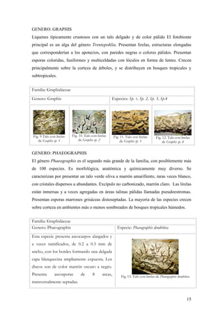 15
GENERO: GRAPHIS
Líquenes típicamente crustosos con un talo delgado y de color pálido El fotobionte
principal es un alga del género Trentepohlia. Presentan lirelas, estructuras elongadas
que corresponderían a los apotecios, con paredes negras o colores pálidos. Presentan
esporas coloridas, fusiformes y multiceldadas con lóculos en forma de lentes. Crecen
principalmente sobre la corteza de árboles, y se distribuyen en bosques tropicales y
subtropicales.
Familia: Graphidaceae
Genero: Graphis Especies: Sp. 1, Sp. 2, Sp. 3, Sp.4
Fig. 9 Talo con lirelas
de Graphis sp. 1
Fig. 10. Talo con lirelas
de Graphis sp. 2
Fig. 11. Talo con lirelas
de Graphis sp. 3
Fig. 12. Talo con lirelas
de Graphis sp. 4
GENERO: PHAEOGRAPHIS
El género Phaeographis es el segundo más grande de la familia, con posiblemente más
de 100 especies. Es morfológica, anatómica y químicamente muy diverso. Se
caracterizan por presentar un talo verde oliva a marrón amarillento, raras veces blanco,
con cristales dispersos a abundantes. Excípulo no carbonizado, marrón claro. Las lirelas
están inmersas y a veces agregadas en áreas talinas pálidas llamadas pseudoestromas.
Presentan esporas marrones grisáceas distoseptadas. La mayoría de las especies crecen
sobre corteza en ambientes más o menos sombreados de bosques tropicales húmedos.
Familia: Graphidaceae
Genero: Phaeographis Especie: Phaeographis dendritica
Esta especie presenta ascocarpos alargados y
a veces ramificados, de 0.2 a 0.3 mm de
ancho, con los bordes formando una delgada
capa blanquecina ampliamente expuesta. Los
discos son de color marrón oscuro a negro.
Presenta ascosporas de 8 ascas,
transversalmente septadas.
Fig. 13. Talo con lirelas de Phaeographis dendritica
 