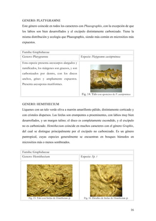 16
GENERO: PLATYGRAMNE
Este género coincide en todos los caracteres con Phaeographis, con la excepción de que
los labios son bien desarrollados y el excípulo distintamente carbonizado. Tiene la
misma distribución y ecología que Phaeographis, siendo más común en micrositios más
expuestos.
Familia: Graphidaceae
Genero: Platygramne Especie: Platygramne caesiopruinosa
Esta especie presenta ascocarpos alargados y
ramificados, los márgenes son gruesos, y son
carbonizados por dentro, con los discos
anchos, grises y ampliamente expuestos.
Presenta ascosporas muriformes.
Fig. 14. Talo con apotecios de P. caesiopruinosa
GENERO: HEMITHECIUM
Líquenes con un talo verde oliva a marrón amarillento pálido, distintamente corticado y
con cristales dispersos. Las lirelas son erumpentes a proeminentes, con labios muy bien
desarrollados, y un margen talino; el disco es completamente escondido, y el excípulo
no es carbonizado. Hemithecium coincide en muchos caracteres con el género Graphis,
del cual se distingue principalmente por el excípulo no carbonizado. Es un género
pantropical, cuyas especies generalmente se encuentran en bosques húmedos en
micrositios más o menos sombreados.
Familia: Graphidaceae
Genero: Hemithecium Especie: Sp. 1
Fig. 15. Talo con lirelas de Hemithecium sp. Fig. 16. Detalles de lirelas de Hemithecium sp.
 