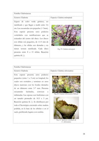 18
Familia: Cladoniaceae
Genero: Cladonia Especie: Cladonia melanopoda
Liquen de color verde grisáceo, no
ramificado y que llegan a medir entre 3-6
cm. Las escuamulas son pequeñas (< 5mm).
Esta especie presenta unos podecios
verticilados con ramificaciones que se
extienden del centro del disco. Los discos
con sífulas son pequeños, de 1.5-5 mm de
diámetro, y las sífulas son dentadas y no
tienen textura ramificada. Cada disco
presenta entre 8 a 15 sífulas. Reacción
química K (-).
Fig. 19. Cladonia melanopoda
Familia: Cladoniaceae
Genero: Cladonia Especie: Cladonia subescuamosa
Esta especie presenta unos podecios
pequeños (entre 1 a 3 cm) en longitud, los
cuales son esoriados y terminan en unos
discos marrones con los bordes dentados
de un diámetro entre 3-7 mm. Presenta
escuamulas laciniadas, convexas e
imbricadas. Las esporas son fusiformes con
un tamaño promedio de 10.5 x 3 m.
Reacción química K (-). Se distribuyen por
todo el Neotrópico creciendo sobre madera
podrida, en la base de los árboles o en el
suelo, prefiriendo lugares con sombra.
Fig. 20. Cladonia subescuamosa, habitad.
Fig. 21. Apotecio sorediado de
C. subescuamosa
 