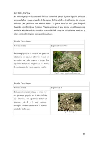 20
GENERO: USNEA
Es uno del grupo de líquenes más fácil de identificar, ya que algunas especies aparecen
como cabellos verdes colgando de las ramas de los árboles. Se diferencia de géneros
similares por presentar una medula blanca. Algunos alcanzan una gran longitud
llegando a medir más de 8 metros. Algunas especies de este genero son utilizadas para
medir la polución del aire debido a su sensibilidad, otras son utilizadas en medicina y
otras como antibióticos o agentes antimicóticos.
Familia: Parmeliaceae
Genero: Usnea Especie: Usnea cirrosa
Presenta pápulas en el envés de los apotecios
además de los ejes. Los cilios que rodean los
apotecios son más gruesos y largos. Los
apotecios tienen una longitud de 3 – 8 mm,
la ramificación del eje no sigue un patrón.
Fig. 25. Liquen umbilicoso Usnea cirrosa
Familia: Parmeliaceae
Genero: Usnea Especie: Sp. 1
Esta especie se diferencia de U. cirrosa por
no presentar pápulas en la cara inferior
del apotecio, sus apotecios tienen un
diámetro de 2 – 5 mm, presenta
múltiples ramificaciones cortas y pápulas
alrededor de los ejes.
Fig. 26. Usnea sp. 1
 