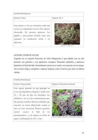 21
Familia: Parmeliaceae
Genero: Usnea Especie: Sp. 2
Esta especie es de una coloración verde más
oscura, en comparación con las otras especies
observadas. No presenta apotecios. Las
pápulas y proyecciones laterales están más
separadas. La ramificación tiende a ser
dicótoma.
Fig. 27. Usnea sp. 2
GENERO: STEREOCAULON
Líquenes en su mayoría fruticosos de color blanquecino a gris pálido, con un talo
primario con gránulos o con apariencia verrugosa. Presentan cefalodios y apotecios
biatorinos al final del talo. Normalmente crecen en el suelo o en conjunto con el musgo.
Stereocaulon llega a remplazar a algunos líquenes como Cladonia que tiene un hábitat
similar.
Familia: Parmeliaceae
Genero: Stereocaulon Especie: Stereocaulon ramulosum
Esta especie presenta un talo principal así
como pseudopodecios, llegando a medir entre
35 – 45 mm de alto; los filocladios son
cilíndricos y de un color uniformemente gris.
No presenta soredios. Presenta cefalodios que
muestran un cortex diferenciado cuando se
hace un corte transversal. Presenta apotecios
marrón oscuros al final de los
pseudopodecios, y con esporas en forma de
aguja y multiseptadas de 32.5 x 3 m
Fig. 28. Liquen dimorfico Stereocaulon ramulosum
 