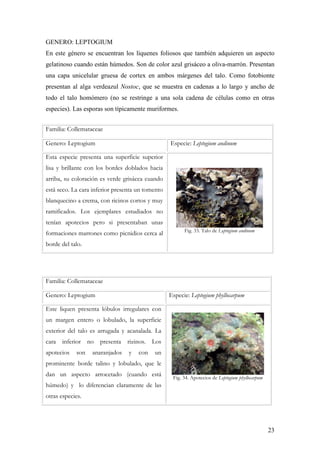 23
GENERO: LEPTOGIUM
En este género se encuentran los líquenes foliosos que también adquieren un aspecto
gelatinoso cuando están húmedos. Son de color azul grisáceo a oliva-marrón. Presentan
una capa unicelular gruesa de cortex en ambos márgenes del talo. Como fotobionte
presentan al alga verdeazul Nostoc, que se muestra en cadenas a lo largo y ancho de
todo el talo homómero (no se restringe a una sola cadena de células como en otras
especies). Las esporas son típicamente muriformes.
Familia: Collemataceae
Genero: Leptogium Especie: Leptogium andinum
Esta especie presenta una superficie superior
lisa y brillante con los bordes doblados hacia
arriba, su coloración es verde grisácea cuando
está seco. La cara inferior presenta un tomento
blanquecino a crema, con ricinos cortos y muy
ramificados. Los ejemplares estudiados no
tenían apotecios pero si presentaban unas
formaciones marrones como picnidios cerca al
borde del talo.
Fig. 33. Talo de Leptogium andinum
Familia: Collemataceae
Genero: Leptogium Especie: Leptogium phyllocarpum
Este liquen presenta lóbulos irregulares con
un margen entero o lobulado, la superficie
exterior del talo es arrugada y acanalada. La
cara inferior no presenta rizinos. Los
apotecios son anaranjados y con un
prominente borde talino y lobulado, que le
dan un aspecto arrocetado (cuando está
húmedo) y lo diferencian claramente de las
otras especies.
Fig. 34. Apotecios de Leptogium phyllocarpum
 