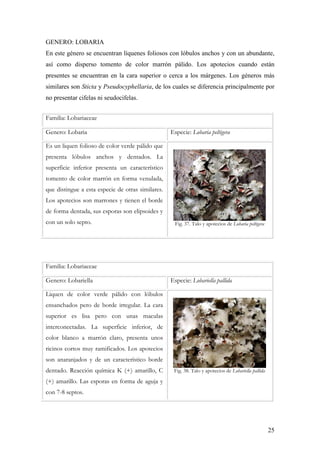 25
GENERO: LOBARIA
En este género se encuentran líquenes foliosos con lóbulos anchos y con un abundante,
así como disperso tomento de color marrón pálido. Los apotecios cuando están
presentes se encuentran en la cara superior o cerca a los márgenes. Los géneros más
similares son Sticta y Pseudocyphellaria, de los cuales se diferencia principalmente por
no presentar cifelas ni seudocifelas.
Familia: Lobariaceae
Genero: Lobaria Especie: Lobaria peltigera
Es un liquen folioso de color verde pálido que
presenta lóbulos anchos y dentados. La
superficie inferior presenta un característico
tomento de color marrón en forma venulada,
que distingue a esta especie de otras similares.
Los apotecios son marrones y tienen el borde
de forma dentada, sus esporas son elipsoides y
con un solo septo. Fig. 37. Talo y apotecios de Lobaria peltigera
Familia: Lobariaceae
Genero: Lobariella Especie: Lobariella pallida
Liquen de color verde pálido con lóbulos
ensanchados pero de borde irregular. La cara
superior es lisa pero con unas maculas
interconectadas. La superficie inferior, de
color blanco a marrón claro, presenta unos
ricinos cortos muy ramificados. Los apotecios
son anaranjados y de un característico borde
dentado. Reacción química K (+) amarillo, C
(+) amarillo. Las esporas en forma de aguja y
con 7-8 septos.
Fig. 38. Talo y apotecios de Lobariella pallida
 