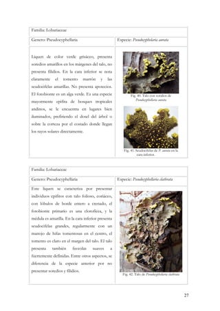 27
Familia: Lobariaceae
Genero: Pseudocyphellaria Especie: Pseudocyphelaria aurata
Liquen de color verde grisáceo, presenta
soredios amarillos en los márgenes del talo, no
presenta filidios. En la cara inferior se nota
claramente el tomento marrón y las
seudocifelas amarillas. No presenta apotecios.
El fotobionte es un alga verde. Es una especie
mayormente epifita de bosques tropicales
andinos, se le encuentra en lugares bien
iluminados, prefiriendo el dosel del árbol o
sobre la corteza por el costado donde llegan
los rayos solares directamente.
Fig. 40. Talo con soralios de
Pseudocyphellaria aurata
Fig. 41. Seudocifelas de P. aurata en la
cara inferior.
Familia: Lobariaceae
Genero: Pseudocyphellaria Especie: Pseudocyphellaria clathrata
Este liquen se caracteriza por presentar
individuos epifitos con talo folioso, coriáceo,
con lóbulos de borde entero a crenado, el
fotobionte primario es una clorofícea, y la
médula es amarilla. En la cara inferior presenta
seudocifelas grandes, regularmente con un
manojo de hifas tomentosas en el centro, el
tomento es claro en el margen del talo. El talo
presenta también faveolas suaves a
fuertemente definidas. Entre otros aspectos, se
diferencia de la especie anterior por no
presentar soredios y filidios.
Fig. 42. Talo de Pseudocyphellaria clathrata
 