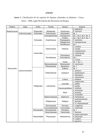 47
ANEXO
Anexo 1. Clasificación de las especies de líquenes colectados en Inkaterra - Cusco,
Enero – 2008, según 9th Edición del Dictionario de Hongos.
Phyllum Clase Orden Familia Genero Especie
Basidiomycota Polyporales Atheliaceae Dyctionema
D. glabratum
D. sericeum
Arthoniomycetes Arthoniales Arthoniaceae Herpothalon Sp. 1
Coenogoniaceae Coenogonium Sp.1, Sp.2, Sp.3, Sp, 4
Graphis Sp.1, Sp.2, Sp.3, Sp, 4
Ostropales Graphidaceae Phaeographis P. dendritica
Platygramme P. caesiopruinosa
Hemithecium Sp.1
C. confusa
Cladoniaceae Cladonia C. furcata
C. subsquamosa
Lecanorales C. melanopoda
Parmotrema P. cetratum
Parmeliaceae Everniastrum Sp.1
Usnea
U. cirrosa
Sp. 1, Sp. 2
Stereocaulaceae Stereocaulon S. ramulosum
Pilocarpaceae Byssoloma Sp. 1
Ascomycota Collema Sp. 1
Lecanoromycetes L. andinum
Collemataceae Leptogium L. phyllocarpum
L. reticulatum
L. vesiculosum
Lobaria L. peltigera
Lobariella
L. subexornata
L. pallida
Peltigerales Lobariaceae
Pseudocyphellaria
P. aurata
P. clathrata
S. tomentosa
Sticta S. laciniata
S. humboldtii
Nephromataceae Nephroma N. helventicum
P. austroamericana
Peltigeraceae Peltigera P. laciniata
P. cf. neopolydactyla
Pannariaceae Pannaria P. rubiginosa
Coccocarpiaceae Coccocarpia C. erythroxyli
Pertusariales Pertusariaceae Pertusaria Sp. 1
Teloschistaceae Teloschistes T. flavicans
H. grupo podocarpa
Teloschistales Physciaceae Heterodermia H. obscurata
H. vulgaris
H. japonica
 