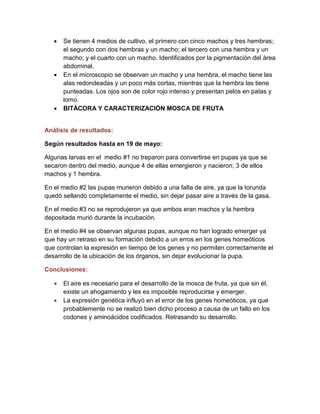  Se tienen 4 medios de cultivo, el primero con cinco machos y tres hembras;
el segundo con dos hembras y un macho; el tercero con una hembra y un
macho; y el cuarto con un macho. Identificados por la pigmentación del área
abdominal.
 En el microscopio se observan un macho y una hembra, el macho tiene las
alas redondeadas y un poco más cortas, mientras que la hembra las tiene
punteadas. Los ojos son de color rojo intenso y presentan pelos en patas y
lomo.
 BITÁCORA Y CARACTERIZACIÓN MOSCA DE FRUTA
Análisis de resultados:
Según resultados hasta en 19 de mayo:
Algunas larvas en el medio #1 no treparon para convertirse en pupas ya que se
secaron dentro del medio, aunque 4 de ellas emergieron y nacieron; 3 de ellos
machos y 1 hembra.
En el medio #2 las pupas murieron debido a una falta de aire, ya que la torunda
quedó sellando completamente el medio, sin dejar pasar aire a través de la gasa.
En el medio #3 no se reprodujeron ya que ambos eran machos y la hembra
depositada murió durante la incubación.
En el medio #4 se observan algunas pupas, aunque no han logrado emerger ya
que hay un retraso en su formación debido a un erros en los genes homeóticos
que controlan la expresión en tiempo de los genes y no permiten correctamente el
desarrollo de la ubicación de los órganos, sin dejar evolucionar la pupa.
Conclusiones:
 El aire es necesario para el desarrollo de la mosca de fruta, ya que sin él,
existe un ahogamiento y les es imposible reproducirse y emerger.
 La expresión genética influyó en el error de los genes homeóticos, ya que
probablemente no se realizó bien dicho proceso a causa de un fallo en los
codones y aminoácidos codificados. Retrasando su desarrollo.
 