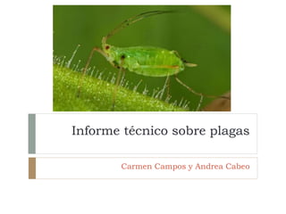 Informe técnico sobre plagas
Carmen Campos y Andrea Cabeo
 