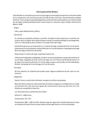 Chloris gayana (Pasto Rhodes)
PastoRhodesesunaespecieque crece conpocaaguayresiste bajastemperaturas.Permiterealizar
de 3 a 4 pastoreos,conunafrecuenciade entre 28y 35 días entre ellos. Provenientede lassabanas
de África. Tiene unagrancapacidadadaptativaa condicionesde suelospobresycon ciertostenores
de salinidad, produciendo obviamente mucho mejor en suelos de mayor calidad. (Guillermo O.
Martin, 2010)
Origen:
India, región Mediterránea y África
Descripción
Su siembra es mediante estolones y semillas. Se obtiene mejor cobertura en siembra con
semilla,de0.5a1 kg/ha.Nose debesembraramásde 2cmde profundidad.Lasemillagermina
entre 1 y 7 días después de la siembra. Se recupera bien del fuego.
Estoloníferoperenne,con hojasde 0.5 a 1.2 metrosde largo, macollasde 0.9 a 2 m de altura.
Estolones de 5mmde diámetro,tallosfértilesde2a4 mmde diámetro.Hojasglabrasde hasta
50 cm de largo y hasta 9 mm de ancho.
Raíces hasta 4.7 metros de largo, esparcidas hasta 2.4 m.
Inflorescenciadigitadaosubdigitada,contiene racimos ascendentesoesparcidosde hasta 15
cm de largo, espiguillas cerca de 3.5 mm de largo, con 3 a 4 flores (1 perfecta) de hasta 1 cm
de largo,una masculinade hasta 5.5 mm de largo,aunque a vecestodas son hermafroditasy
fértiles. Cariópside de 2 mm de largo y 0.5 mm de ancho.
Toxicidad
No hay registros, Se sospecha que puede causar algunos problemas de piel, pero no son
comunes
Adaptación
Suelos: Crece en suelos bien drenados, excepto en arcillas muy pesadas.
Muy tolerante asueloscon altoscontenidosde sodioy manganeso.Se adapta bienen suelos
con pH entre 6.0 y 8.0, pero hay registro de crecimiento en zonas con pH entre 4.5 y 10.
Altamente susceptible al aluminio.
Luz: Poca tolerancia a condiciones de sombra.
Altitud: 0 – 1.600 msnm.
Temperatura: 18 – 27°C.
Precipitación:600 – 1.200 mm/año.Soporta riegocon agua salina.Puede sobreviviren zonas
con sequías de hasta 6 meses ya que puede extraer agua hasta a 4 m de profundidad.
 