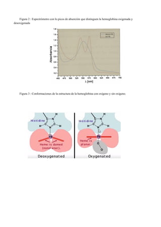 Figura 2 : Espectrómetro con lo picos de absorción que distinguen la hemoglobina oxigenada y
desoxigenada
Figura 3 : Conformaciones de la estructura de la hemoglobina con oxígeno y sin oxígeno.
 