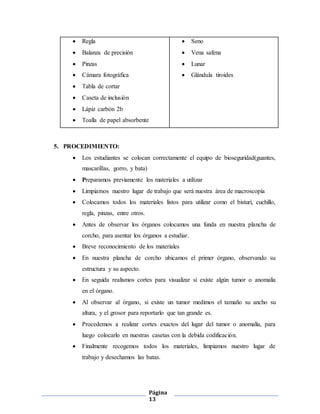 Página
13
 Regla
 Balanza de precisión
 Pinzas
 Cámara fotográfica
 Tabla de cortar
 Caseta de inclusión
 Lápiz carbón 2b
 Toalla de papel absorbente
 Seno
 Vena safena
 Lunar
 Glándula tiroides
5. PROCEDIMIENTO:
 Los estudiantes se colocan correctamente el equipo de bioseguridad(guantes,
mascarillas, gorro, y bata)
 Preparamos previamente los materiales a utilizar
 Limpiamos nuestro lugar de trabajo que será nuestra área de macroscopía
 Colocamos todos los materiales listos para utilizar como el bisturí, cuchillo,
regla, pinzas, entre otros.
 Antes de observar los órganos colocamos una funda en nuestra plancha de
corcho, para asentar los órganos a estudiar.
 Breve reconocimiento de los materiales
 En nuestra plancha de corcho ubicamos el primer órgano, observando su
estructura y su aspecto.
 En seguida realismos cortes para visualizar si existe algún tumor o anomalía
en el órgano.
 Al observar al órgano, si existe un tumor medimos el tamaño su ancho su
altura, y el grosor para reportarlo que tan grande es.
 Procedemos a realizar cortes exactos del lugar del tumor o anomalía, para
luego colocarlo en nuestras casetas con la debida codificación.
 Finalmente recogemos todos los materiales, limpiamos nuestro lugar de
trabajo y desechamos las batas.
 