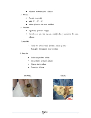Página
15
 Presencia de formaciones quísticas
3. Ovario
 Aspecto cerebroide
 Mide 3.5 x 2.7 x 1.3
 Blanco grisáceo con áreas amarillas
4. Prostata
 Hipertrofia protática benigna
 Cubierta por una fina capsula, multiglobular, y presencia de áreas
cribosas
5. Apéndice
 Tiene tres tercios: tercio proximal, medio y distal
 Fecaliptos impregnado en el apéndice
6. Vesícula
 Bolsa que produce la billis
 En su interior contiene cálculos
 Mucosa tercio pelada
 Es un tipo piriorme
OVARIO ÚTERO
 