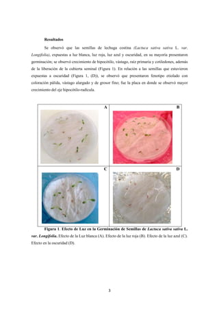 3
Resultados
Se observó que las semillas de lechuga costina (Lactuca sativa sativa L. var.
Longifolia), expuestas a luz blanca, luz roja, luz azul y oscuridad, en su mayoría presentaron
germinación; se observó crecimiento de hipocótilo, vástago, raíz primaria y cotiledones, además
de la liberación de la cubierta seminal (Figura 1). En relación a las semillas que estuvieron
expuestas a oscuridad (Figura 1, (D)), se observó que presentaron fenotipo etiolado con
coloración pálida, vástago alargado y de grosor fino; fue la placa en donde se observó mayor
crecimiento del eje hipocótilo-radícula.
Figura 1. Efecto de Luz en la Germinación de Semillas de Lactuca sativa sativa L.
var. Longifolia. Efecto de la Luz blanca (A). Efecto de la luz roja (B). Efecto de la luz azul (C).
Efecto en la oscuridad (D).
A B
C D
 