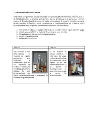 2 .- Desnaturalizacion de la catalasa
Mediante estaexperiencia, se va a comprobar una propiedad fundamental de proteínas, que es
la desnaturalización. La catalasa químicamente es una proteína, por lo que puede sufrir un
procesode desnaturalización al someterla a altas temperaturas. Al perder la estructura terciaria,
perderá también la función y como consecuencia su función catalítica, por lo que no podrá
descomponer el agua oxigenada y no se observará ningún tipo de reacción.
1. Colocaren untubo de ensayoo beakerpequeñovariostrocitos de hígado y en otro papa.
2. Añadir agua para hervir la muestra. Hervir durante unos minutos.
3. Después de este tiempo, retirar el agua sobrante.
4. Añadir el agua oxigenada.
5. Observar los resultados
Tubo n°1 Tubo n°2
Tras someter a altas
temperaturas la
muestra de hígado,
agregamos agua
oxigenada y
observamos que no
hay presencia de
burbujeoyesto ocurre
debidoaque la enzima
catalasa ha sido
desnaturalizada por
efecto de la temperatura y ya no es capaz de
degradar el agua oxigenada.
En la muestra de
células vegetales, en
este caso de papa,
evidenciamoslomismo
al experimento con el
hígado, ya no hay
presenciade catalasa y
no ocurre la
descomposición de
agua oxigenada,yaque
la enzima fue
desnaturalizada.
 