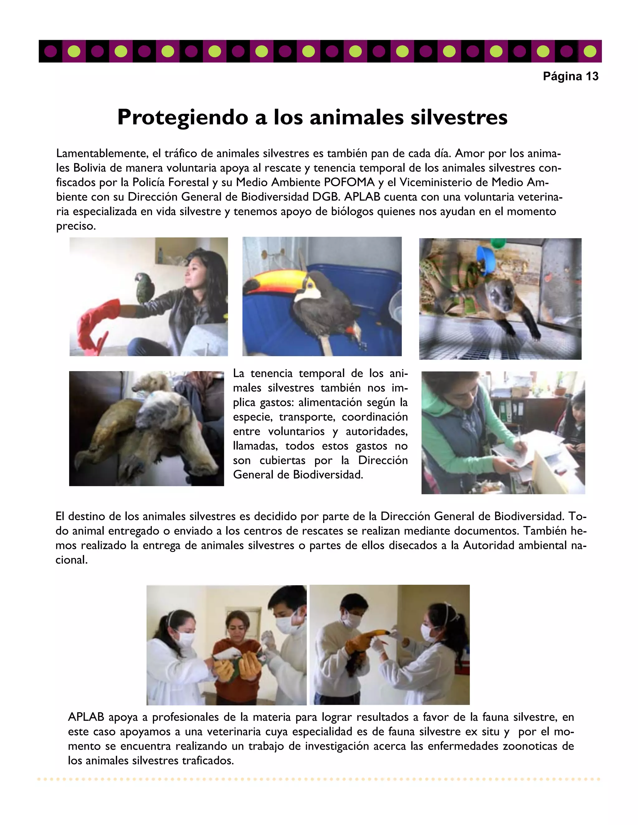 Página 13


            Protegiendo a los animales silvestres
Lamentablemente, el tráfico de animales silvestres es también pan de cada día. Amor por los anima-
les Bolivia de manera voluntaria apoya al rescate y tenencia temporal de los animales silvestres con-
fiscados por la Policía Forestal y su Medio Ambiente POFOMA y el Viceministerio de Medio Am-
biente con su Dirección General de Biodiversidad DGB. APLAB cuenta con una voluntaria veterina-
ria especializada en vida silvestre y tenemos apoyo de biólogos quienes nos ayudan en el momento
preciso.




                                   La tenencia temporal de los ani-
                                   males silvestres también nos im-
                                   plica gastos: alimentación según la
                                   especie, transporte, coordinación
                                   entre voluntarios y autoridades,
                                   llamadas, todos estos gastos no
                                   son cubiertas por la Dirección
                                   General de Biodiversidad.


El destino de los animales silvestres es decidido por parte de la Dirección General de Biodiversidad. To-
do animal entregado o enviado a los centros de rescates se realizan mediante documentos. También he-
mos realizado la entrega de animales silvestres o partes de ellos disecados a la Autoridad ambiental na-
cional.




  APLAB apoya a profesionales de la materia para lograr resultados a favor de la fauna silvestre, en
  este caso apoyamos a una veterinaria cuya especialidad es de fauna silvestre ex situ y por el mo-
  mento se encuentra realizando un trabajo de investigación acerca las enfermedades zoonoticas de
  los animales silvestres traficados.
 