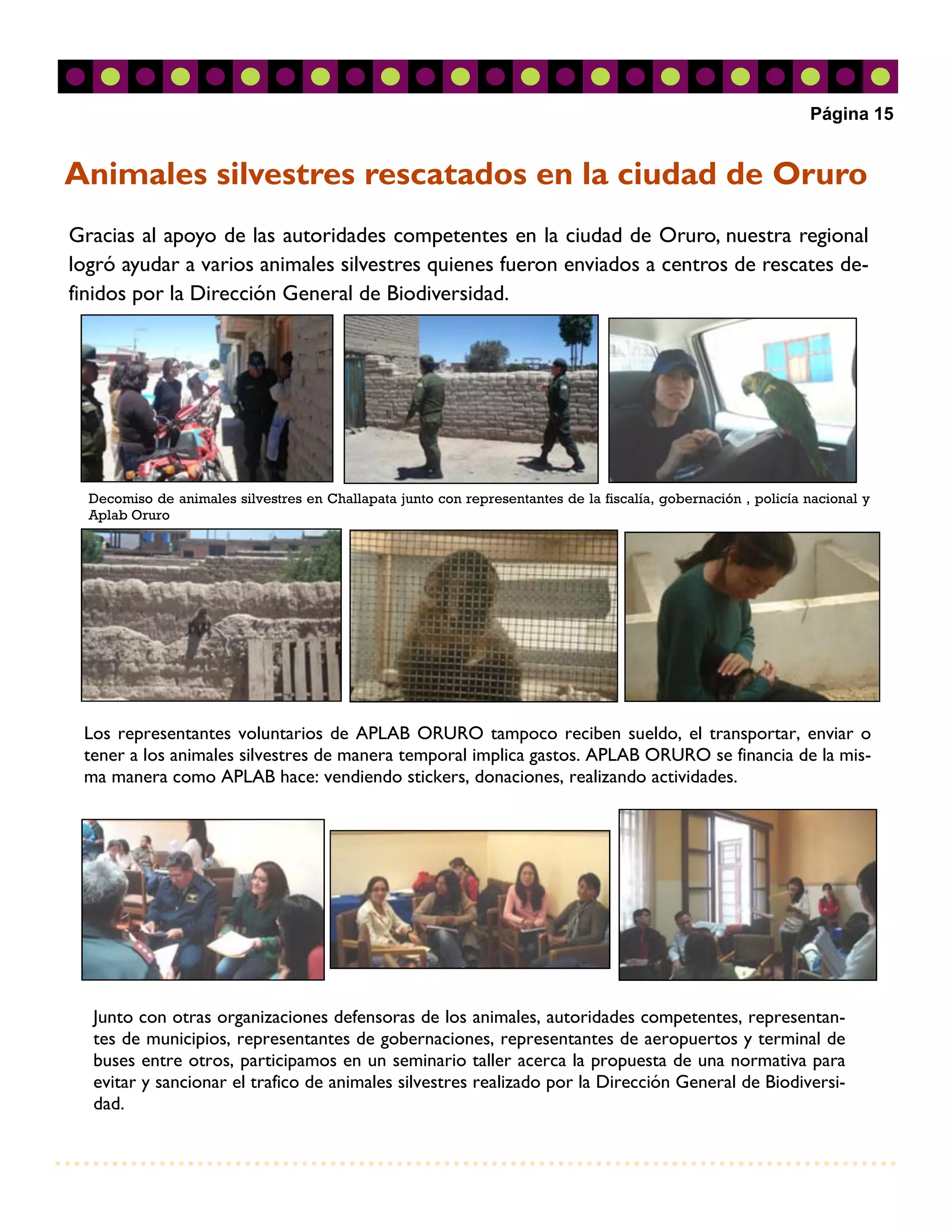 Página 15


Animales silvestres rescatados en la ciudad de Oruro
Gracias al apoyo de las autoridades competentes en la ciudad de Oruro, nuestra regional
logró ayudar a varios animales silvestres quienes fueron enviados a centros de rescates de-
finidos por la Dirección General de Biodiversidad.




  Decomiso de animales silvestres en Challapata junto con representantes de la fiscalía, gobernación , policía nacional y
  Aplab Oruro




 Los representantes voluntarios de APLAB ORURO tampoco reciben sueldo, el transportar, enviar o
 tener a los animales silvestres de manera temporal implica gastos. APLAB ORURO se financia de la mis-
 ma manera como APLAB hace: vendiendo stickers, donaciones, realizando actividades.




  Junto con otras organizaciones defensoras de los animales, autoridades competentes, representan-
  tes de municipios, representantes de gobernaciones, representantes de aeropuertos y terminal de
  buses entre otros, participamos en un seminario taller acerca la propuesta de una normativa para
  evitar y sancionar el trafico de animales silvestres realizado por la Dirección General de Biodiversi-
  dad.
 