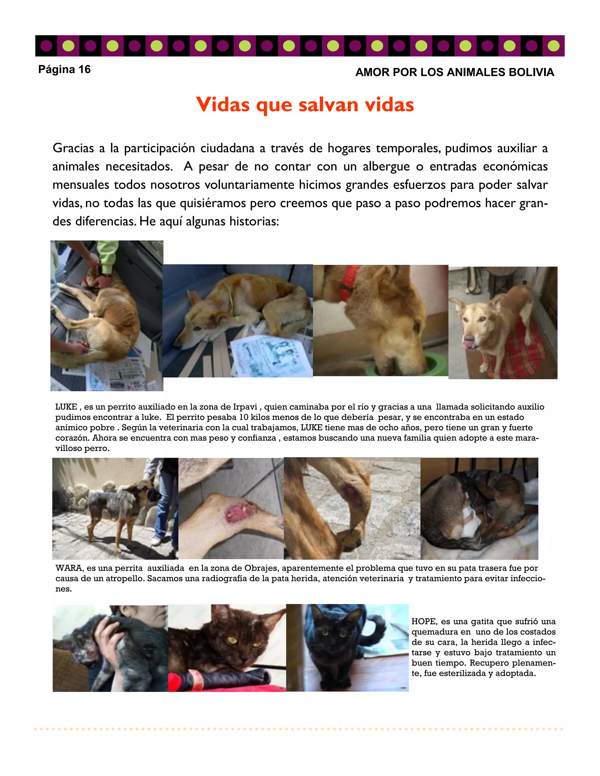 Página 16                                                                    AMOR POR LOS ANIMALES BOLIVIA


                                     Vidas que salvan vidas
  Gracias a la participación ciudadana a través de hogares temporales, pudimos auxiliar a
  animales necesitados. A pesar de no contar con un albergue o entradas económicas
  mensuales todos nosotros voluntariamente hicimos grandes esfuerzos para poder salvar
  vidas, no todas las que quisiéramos pero creemos que paso a paso podremos hacer gran-
  des diferencias. He aquí algunas historias:




  LUKE , es un perrito auxiliado en la zona de Irpavi , quien caminaba por el rio y gracias a una llamada solicitando auxilio
  pudimos encontrar a luke. El perrito pesaba 10 kilos menos de lo que debería pesar, y se encontraba en un estado
  anímico pobre . Según la veterinaria con la cual trabajamos, LUKE tiene mas de ocho años, pero tiene un gran y fuerte
  corazón. Ahora se encuentra con mas peso y confianza , estamos buscando una nueva familia quien adopte a este mara-
  villoso perro.




  WARA, es una perrita auxiliada en la zona de Obrajes, aparentemente el problema que tuvo en su pata trasera fue por
  causa de un atropello. Sacamos una radiografía de la pata herida, atención veterinaria y tratamiento para evitar infeccio-
  nes.


                                                                                           HOPE, es una gatita que sufrió una
                                                                                           quemadura en uno de los costados
                                                                                           de su cara, la herida llego a infec-
                                                                                           tarse y estuvo bajo tratamiento un
                                                                                           buen tiempo. Recupero plenamen-
                                                                                           te, fue esterilizada y adoptada.
 