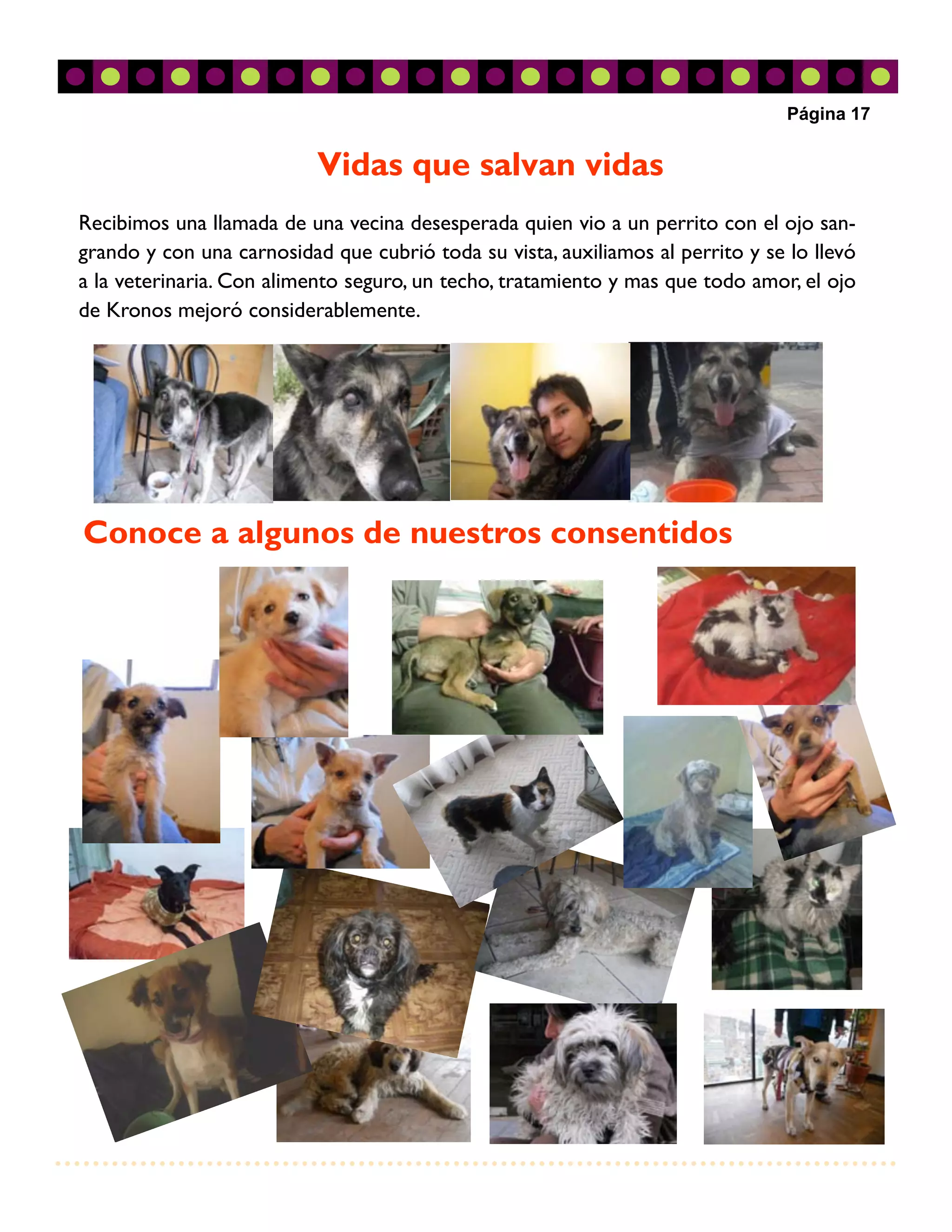 Página 17


                           Vidas que salvan vidas
Recibimos una llamada de una vecina desesperada quien vio a un perrito con el ojo san-
grando y con una carnosidad que cubrió toda su vista, auxiliamos al perrito y se lo llevó
a la veterinaria. Con alimento seguro, un techo, tratamiento y mas que todo amor, el ojo
de Kronos mejoró considerablemente.




Conoce a algunos de nuestros consentidos
 